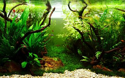 Cryptocoryne crispat